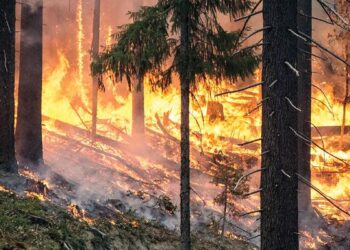 Wildfire ecology: Examining the environmental destruction of the LA fires – Ohio University