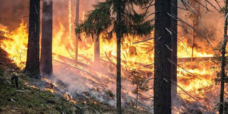 Wildfire ecology: Examining the environmental destruction of the LA fires – Ohio University