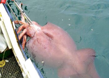Colossal squid filmed in its natural habitat for the first time – Science | AAAS