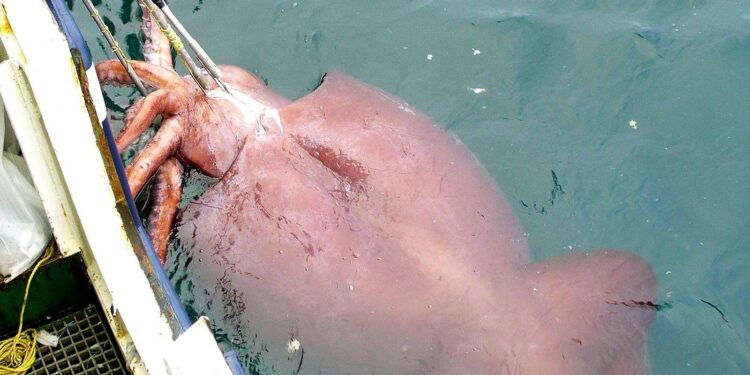 Colossal squid filmed in its natural habitat for the first time – Science | AAAS