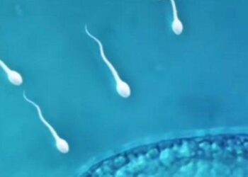 US students ‘race’ sperm in reproductive health stunt – Phys.org