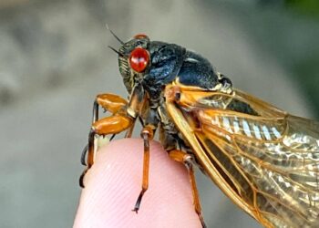 Why cicadas are actually kinda good for your yard. Bring it on, Brood XIV! – Cincinnati Enquirer
