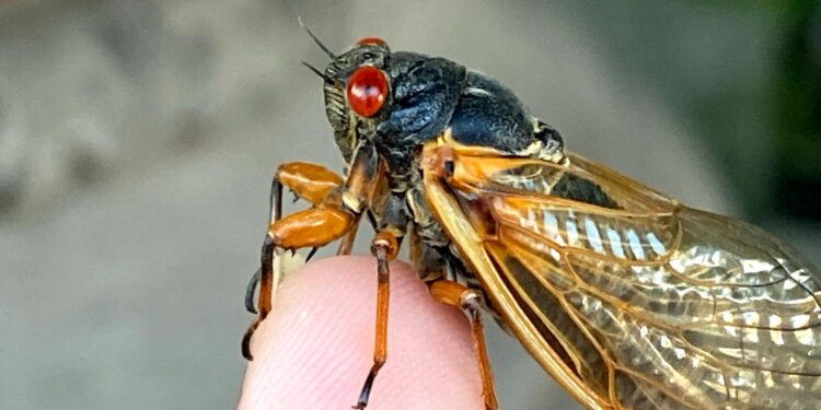 Why cicadas are actually kinda good for your yard. Bring it on, Brood XIV! – Cincinnati Enquirer