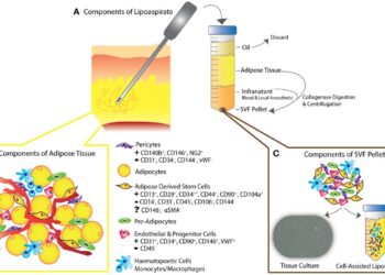 Distinct adipose progenitor cells emerging with age drive active adipogenesis – Science | AAAS