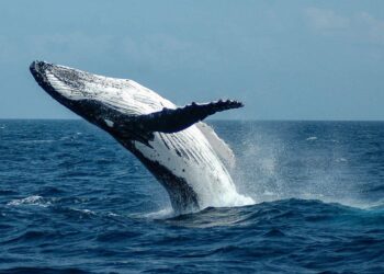 Whales and dolphins at risk as report reveals ecological decline in Gulf of California – Mongabay