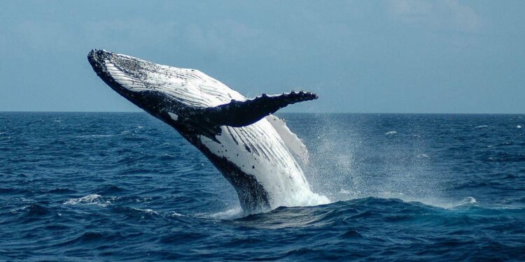 Whales and dolphins at risk as report reveals ecological decline in Gulf of California – Mongabay
