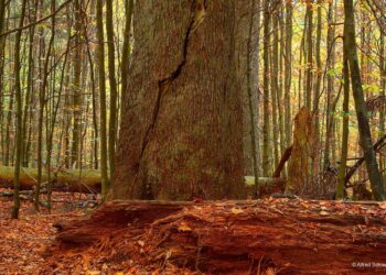 Illuminating ecology and distribution of the rare fungus Phellinidium pouzarii in the Bavarian Forest National Park – Nature