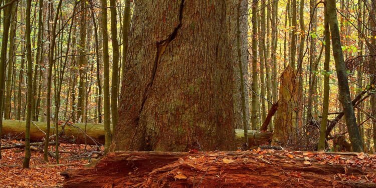 Illuminating ecology and distribution of the rare fungus Phellinidium pouzarii in the Bavarian Forest National Park – Nature