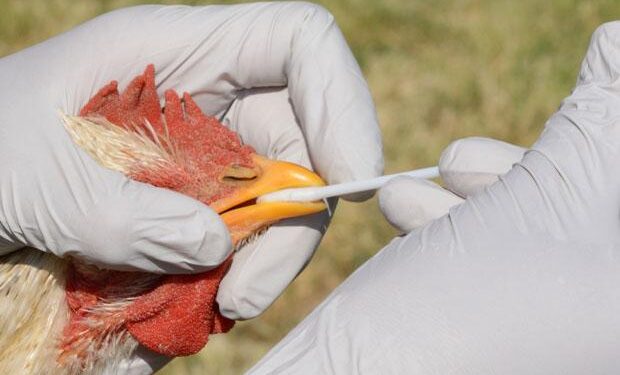 Top virologists urge world leaders to act on rising avian flu threat – CIDRAP