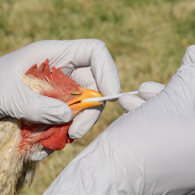 Top virologists urge world leaders to act on rising avian flu threat – CIDRAP