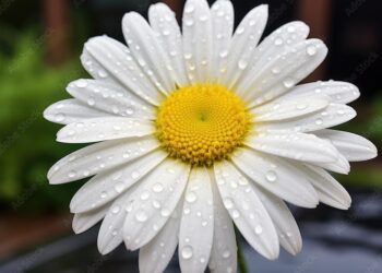 Daisy continues expansion into Boulder, capitalizing on Colorado’s growing home technology market – PR Newswire