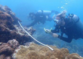 UH marine ecologist earns national fellowship – University of Hawaii System