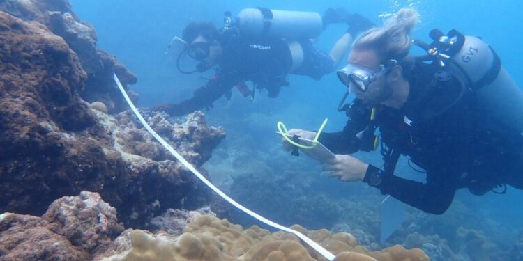 UH marine ecologist earns national fellowship – University of Hawaii System