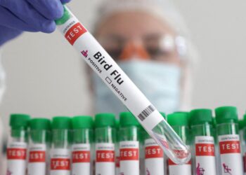 US CDC cancels science group workshop on preventing human bird flu infections – Reuters