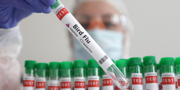 US CDC cancels science group workshop on preventing human bird flu infections – Reuters