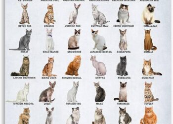 Which cat breed fits your lifestyle? – Hindustan Times