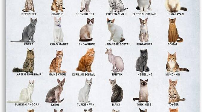 Which cat breed fits your lifestyle? – Hindustan Times