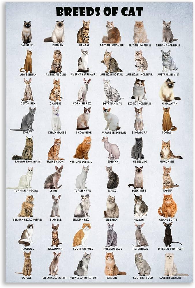 Which cat breed fits your lifestyle? – Hindustan Times