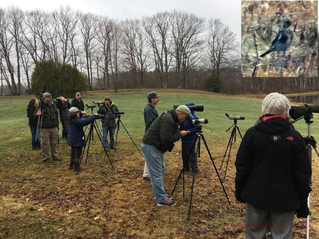 Eyes on the Skies: Cornell Birding Club Prepares for World Series Competition – The Cornell Daily Sun