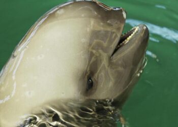 Ancient poems document the decline of the Yangtze finless porpoise – Science News