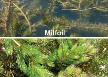 There’s more to milfoil – Washington State Department of Ecology (.gov)