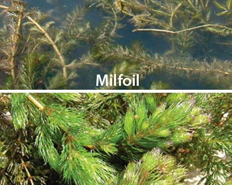 There’s more to milfoil – Washington State Department of Ecology (.gov)