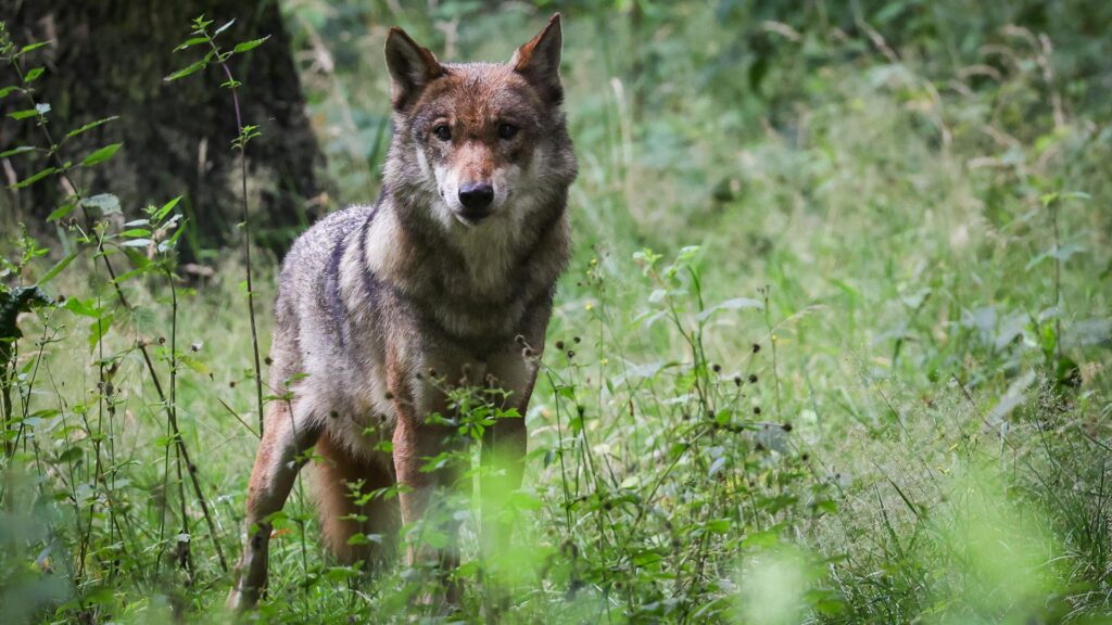 Europe turns its back on the wolf and on science – WWF EU