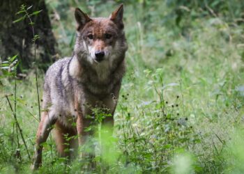 Europe turns its back on the wolf and on science – WWF EU