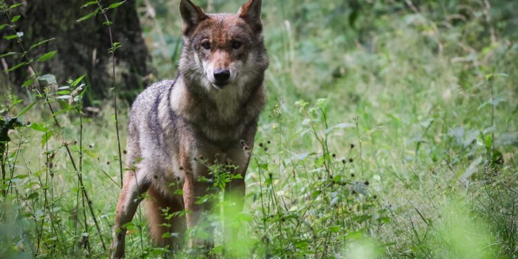 Europe turns its back on the wolf and on science – WWF EU