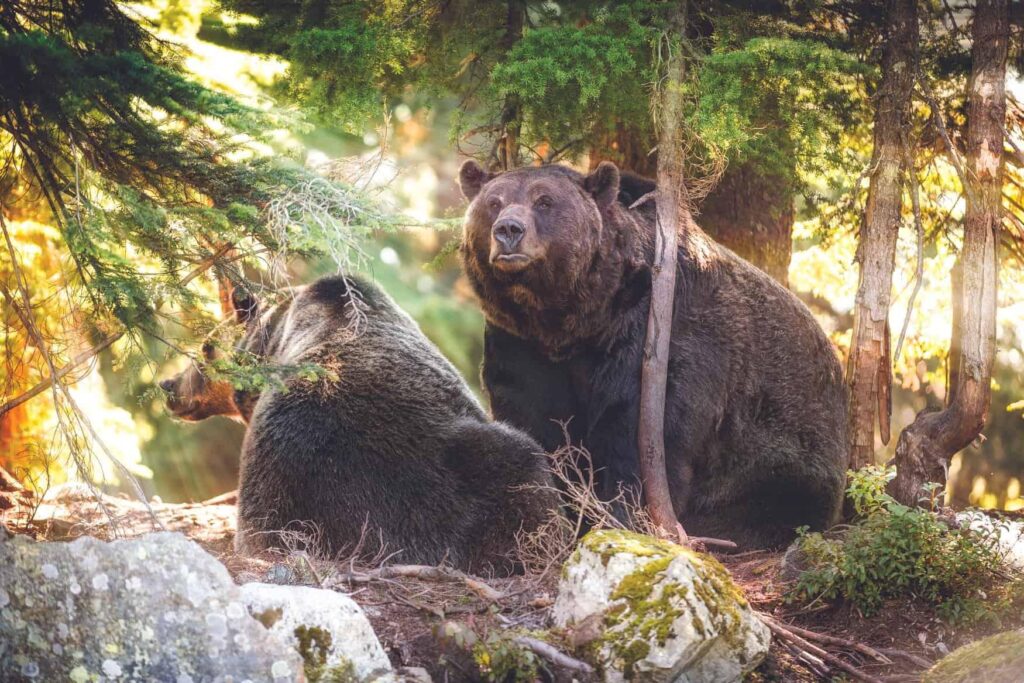 Dispatches from the Wild: An ode to science – Explore Big Sky