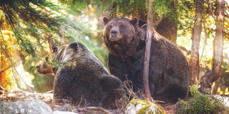 Dispatches from the Wild: An ode to science – Explore Big Sky