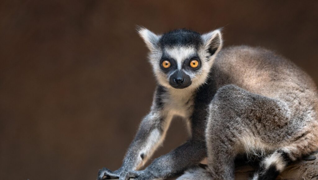 Ecological and anthropogenic effects on the genomic diversity of lemurs in Madagascar – Nature