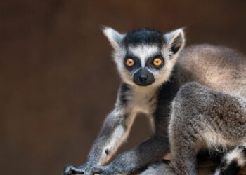 Ecological and anthropogenic effects on the genomic diversity of lemurs in Madagascar – Nature