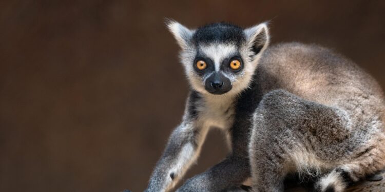 Ecological and anthropogenic effects on the genomic diversity of lemurs in Madagascar – Nature