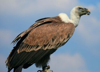 Vanishing vultures could have hidden costs for the planet – University of Exeter