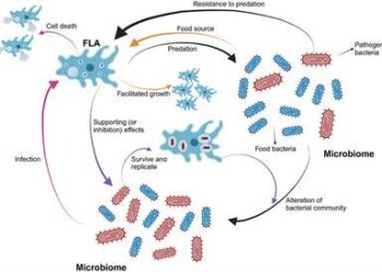 Two decades of bacterial ecology and evolution in a freshwater lake – Nature