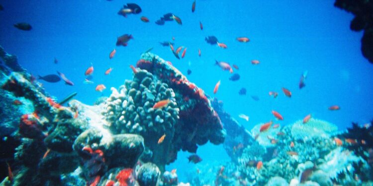 Ocean Ecology focuses on clinical pathology to reduce lethal sampling – Fish Farmer