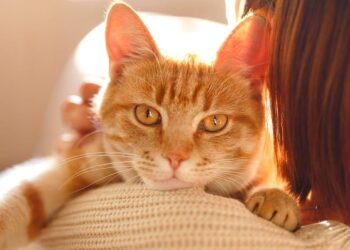 What gene makes orange cats orange? Scientists figured it out – Science News