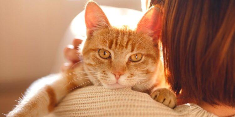 What gene makes orange cats orange? Scientists figured it out – Science News