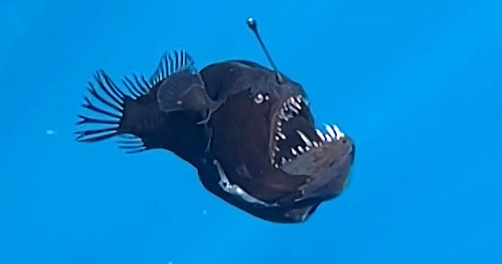 Reduced evolutionary constraint accompanies ongoing radiation in deep-sea anglerfishes – Nature