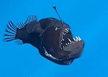 Reduced evolutionary constraint accompanies ongoing radiation in deep-sea anglerfishes – Nature
