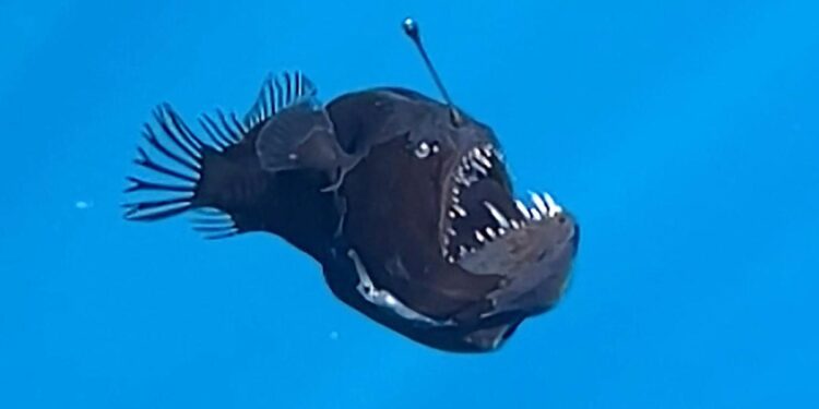 Reduced evolutionary constraint accompanies ongoing radiation in deep-sea anglerfishes – Nature