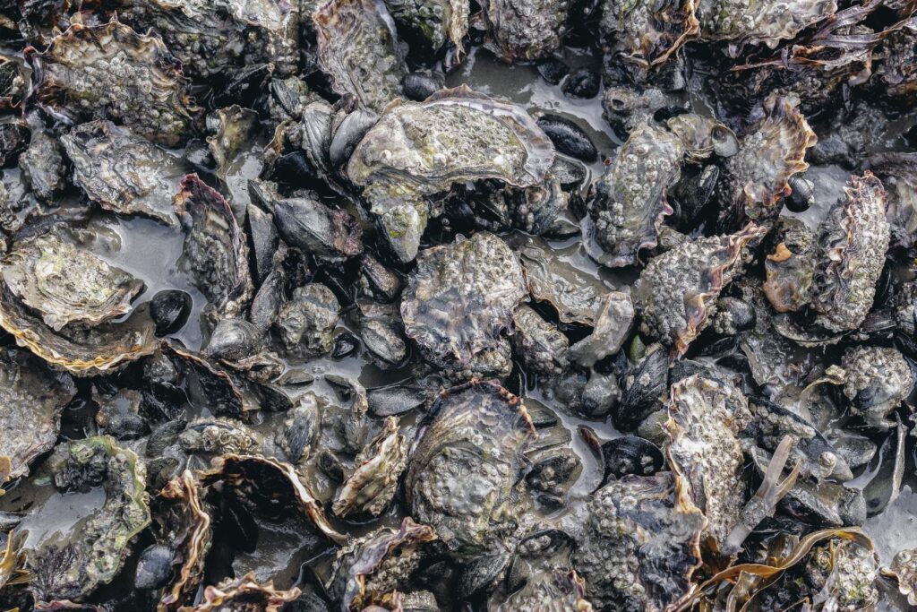 How Denmark’s oysters are transforming foodies into citizen scientists – Phys.org