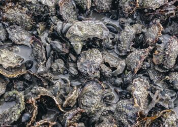 How Denmark’s oysters are transforming foodies into citizen scientists – Phys.org