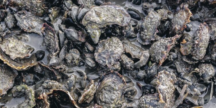 How Denmark’s oysters are transforming foodies into citizen scientists – Phys.org