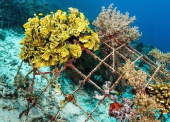 Visitors to Georgia’s artificial reef contributed $8.2M to coastal economy in 2023, study says – Now Habersham