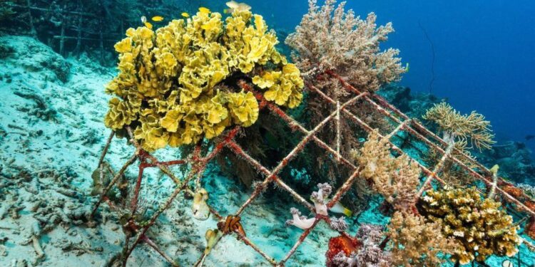 Visitors to Georgia’s artificial reef contributed $8.2M to coastal economy in 2023, study says – Now Habersham