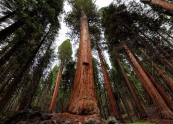 ‘This should not be published’: Scientists cast doubt on study claiming trees ‘talk’ before solar eclipses – Live Science