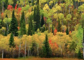 Scientists aren’t buying claims that trees talk to each other during eclipses – Boy Genius Report