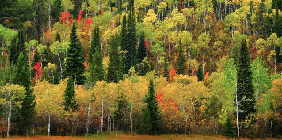 Scientists aren’t buying claims that trees talk to each other during eclipses – Boy Genius Report